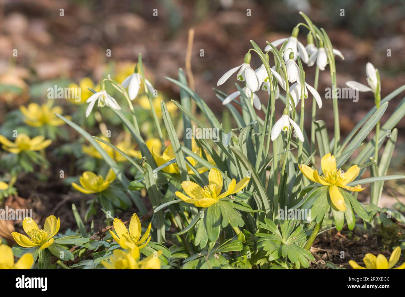 Galanthus nivalis, noto come Snowdrop o Snowdrop comune Foto Stock