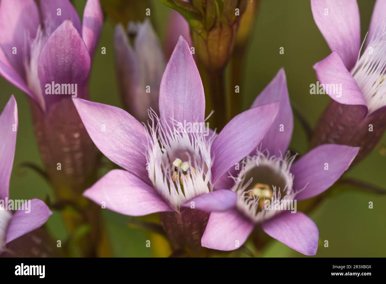 Gentianella germanica, comunemente conosciuta come il genziana del Chiltern Foto Stock