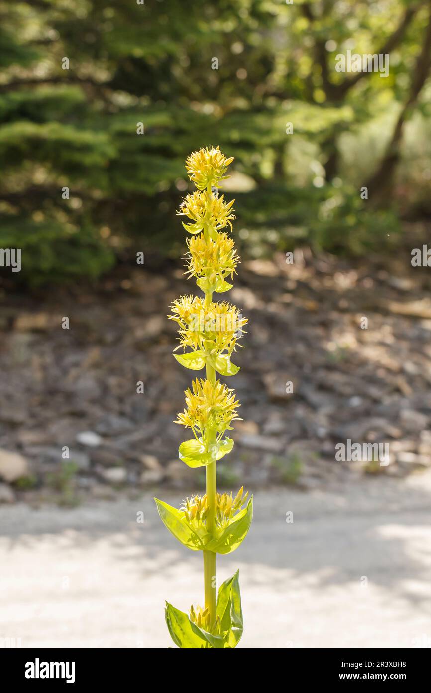 Gentiana lutea, conosciuta come il grande genziano giallo, genziano giallo, radice di bitter, Bitterwort Foto Stock