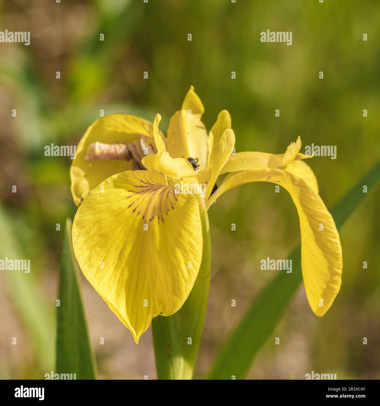 Iris pseudacorus, noto come bandiera gialla, Iris giallo, bandiera dell'acqua, leva Foto Stock