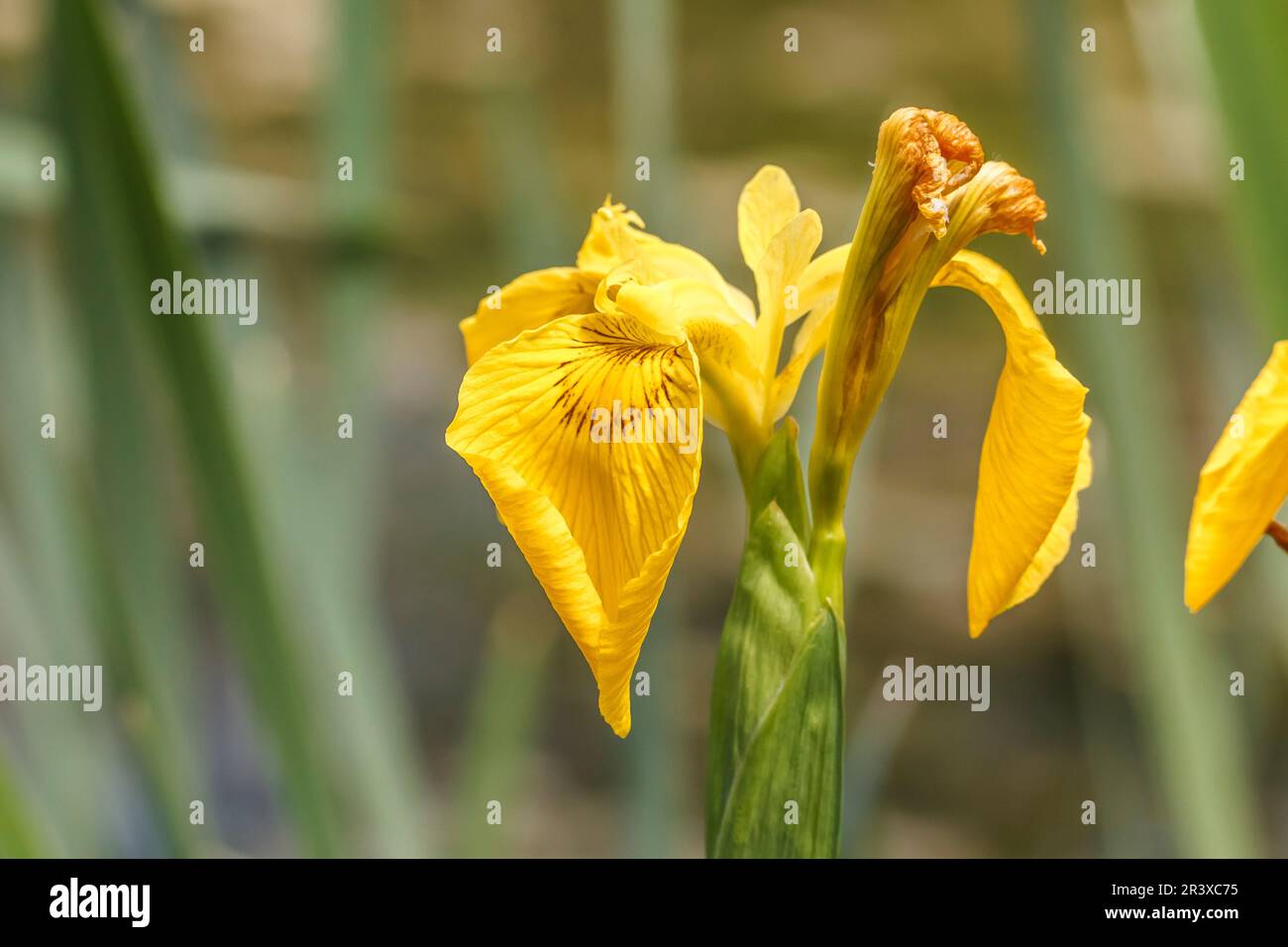 Iris pseudacorus, noto come bandiera gialla, Iris giallo, bandiera dell'acqua, leva Foto Stock