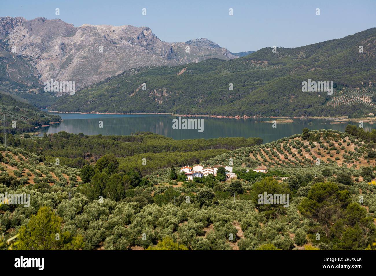 Olivar y embalse del Tranco, Hornos, Parque natural sierras de Cazorla, Segura y Las Villas, Jaen, Andalusia. Foto Stock