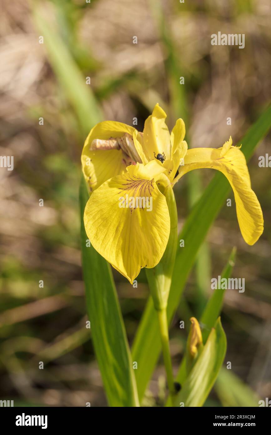 Iris pseudacorus, noto come bandiera gialla, Iris giallo, bandiera dell'acqua, leva Foto Stock