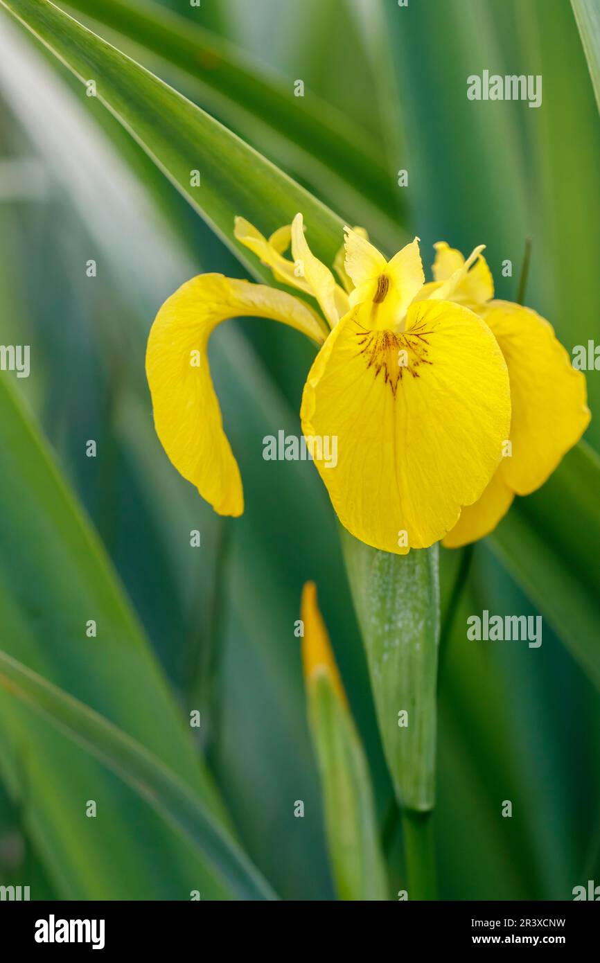 Iris pseudacorus, noto come bandiera gialla, Iris giallo, bandiera dell'acqua, leva Foto Stock