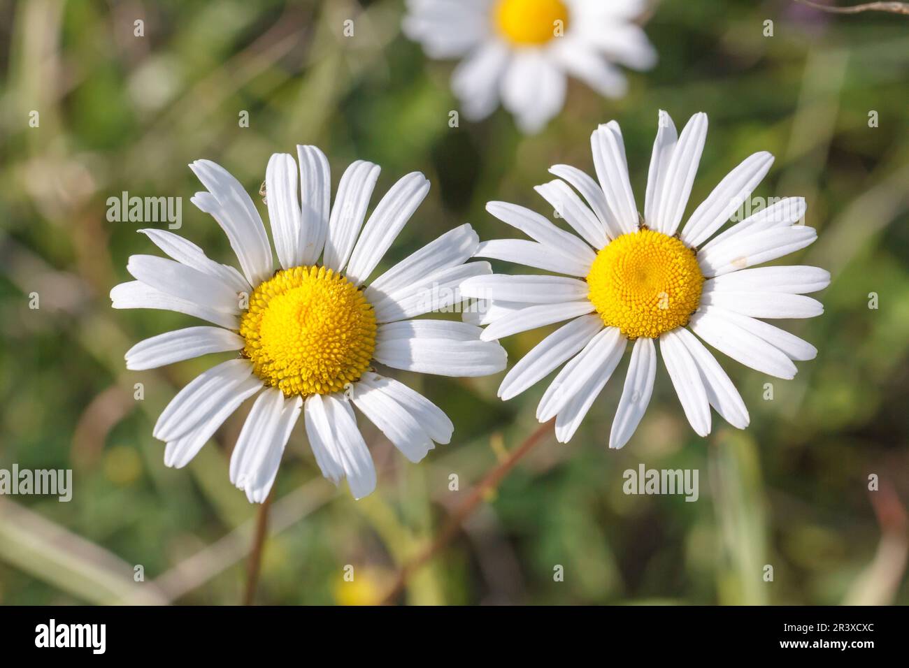Leucanthemum vulgare, noto come la margherita dell'occhio Ox, la margherita dell'occhio Oxeye Foto Stock