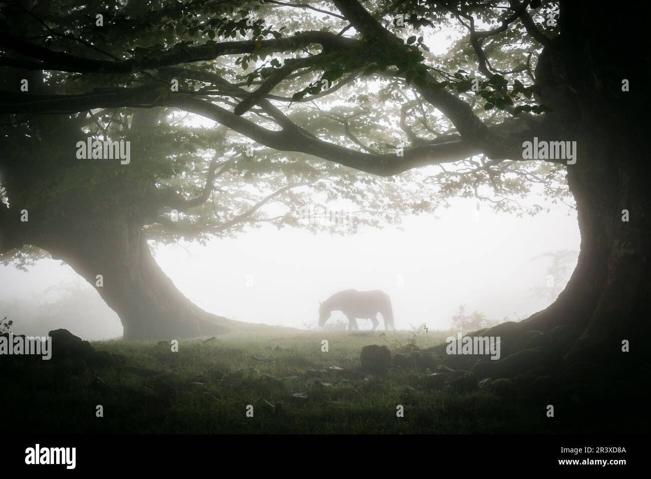 Caballo bajo las hayas, fagus Sylvaticus, Parque natural Gorbeia,Alava- Vizcaya, Euzkadi, Spagna. Foto Stock