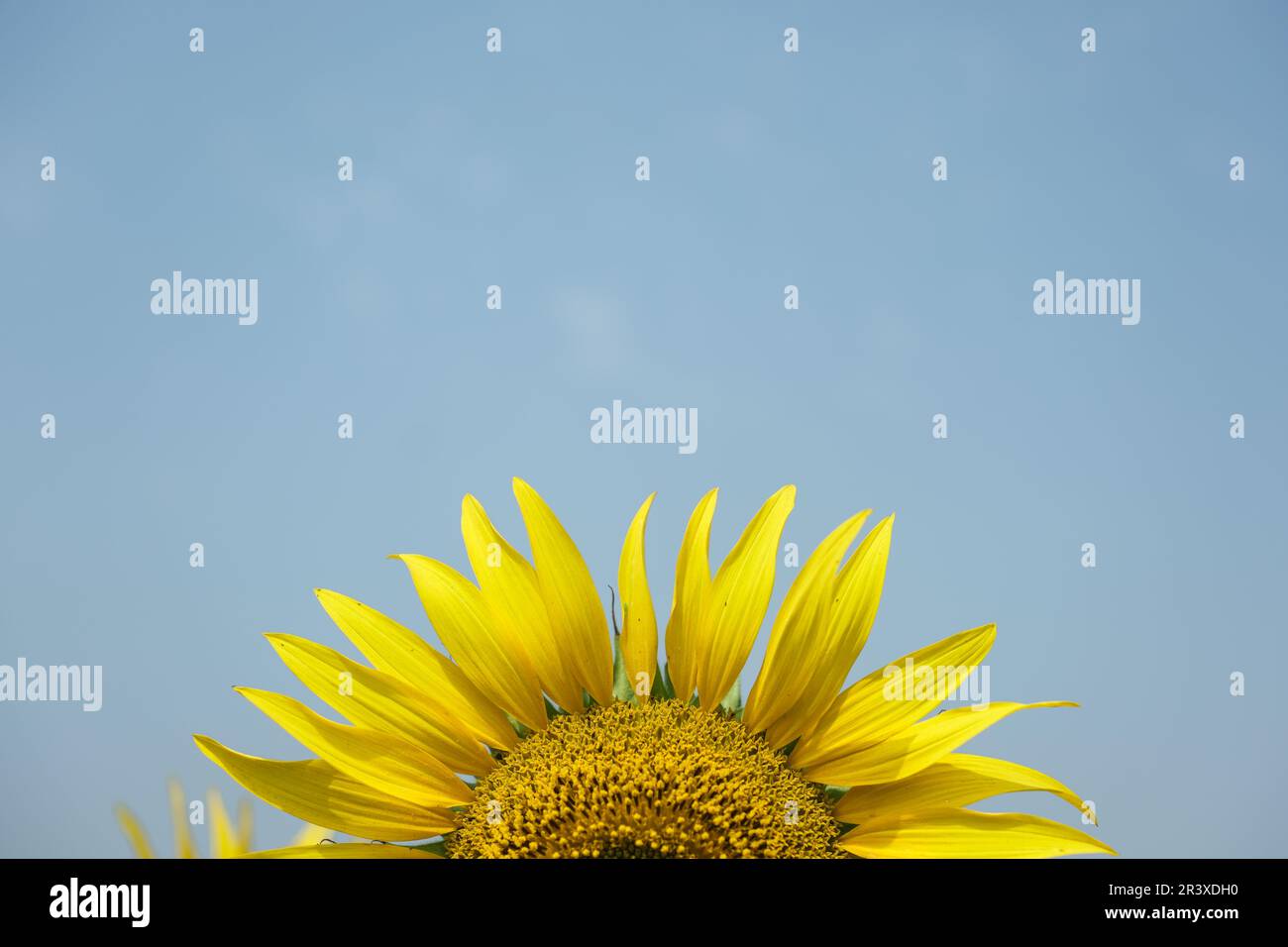 Fiori di girasole luminosi su un beige chiaro. sfondo naturale, banner web. vista dall'alto.'fuoco di 'scelta'' 'profondità di campo di 'effetto di 'follow focus'' Foto Stock