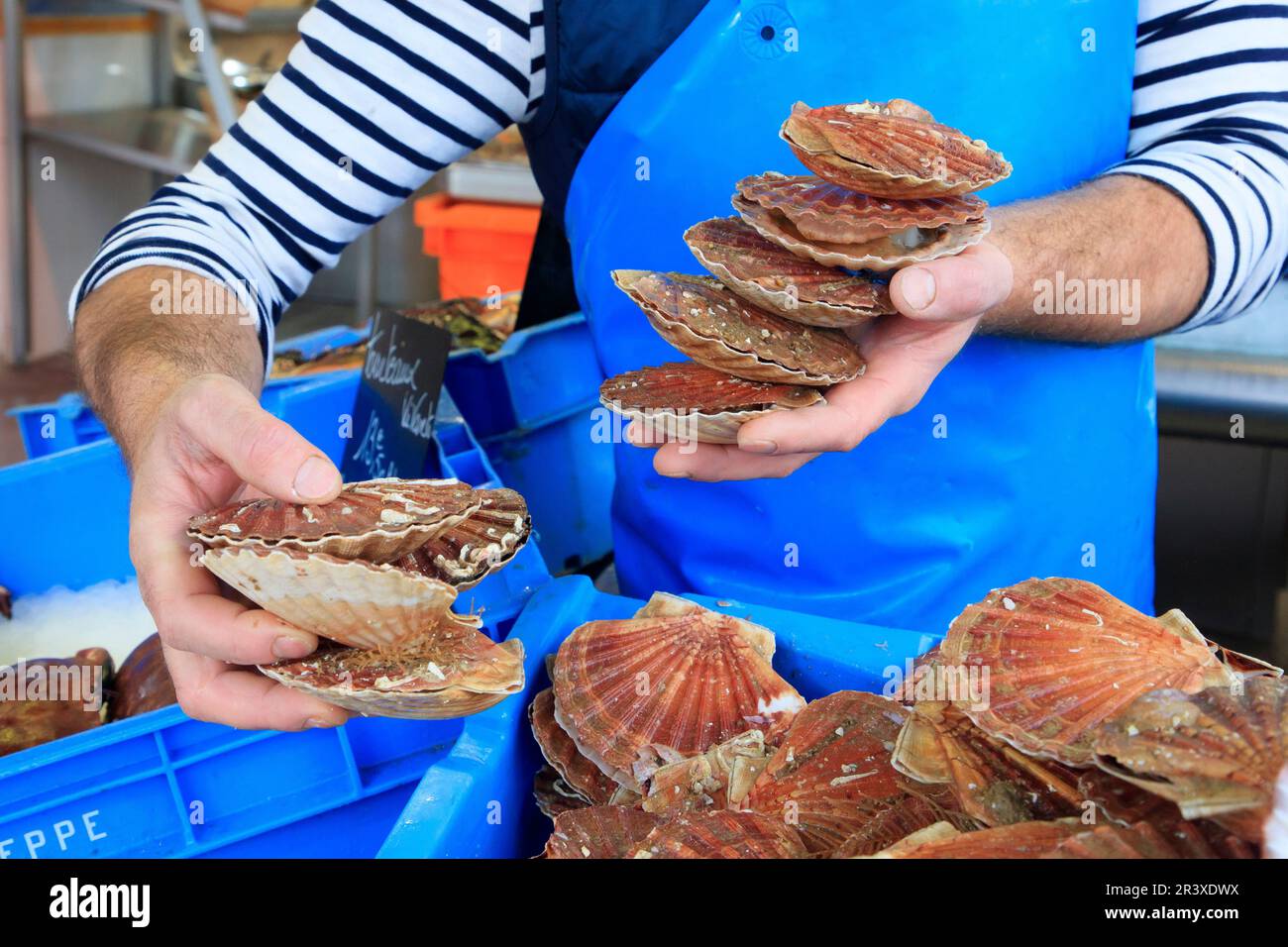 Capesante in un negozio di pesce. Pescivendolo tiene le capesante nelle sue mani Foto Stock