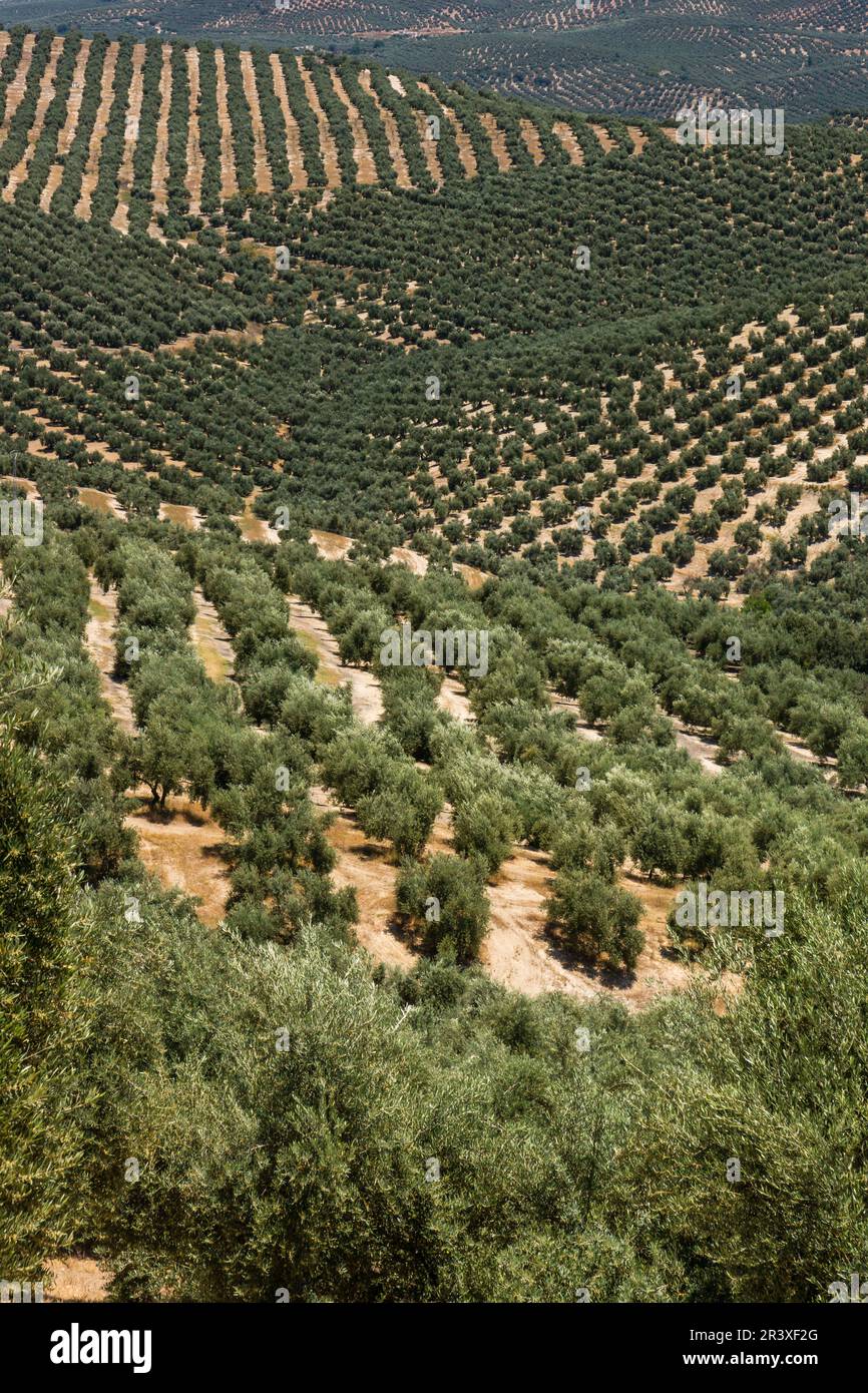 olivos, Iznatoraf, Loma de Ubeda, provincia di Jaén nella regione di Las Villas, spagna, europa. Foto Stock