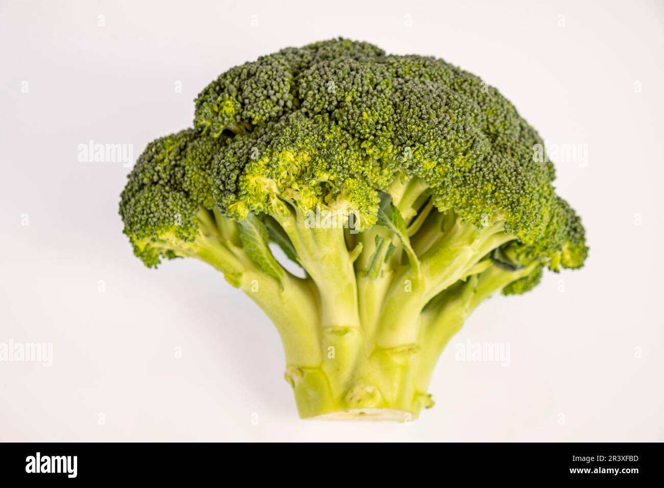Germogli di broccoli, Brassica oleracea var. italica. Foto Stock