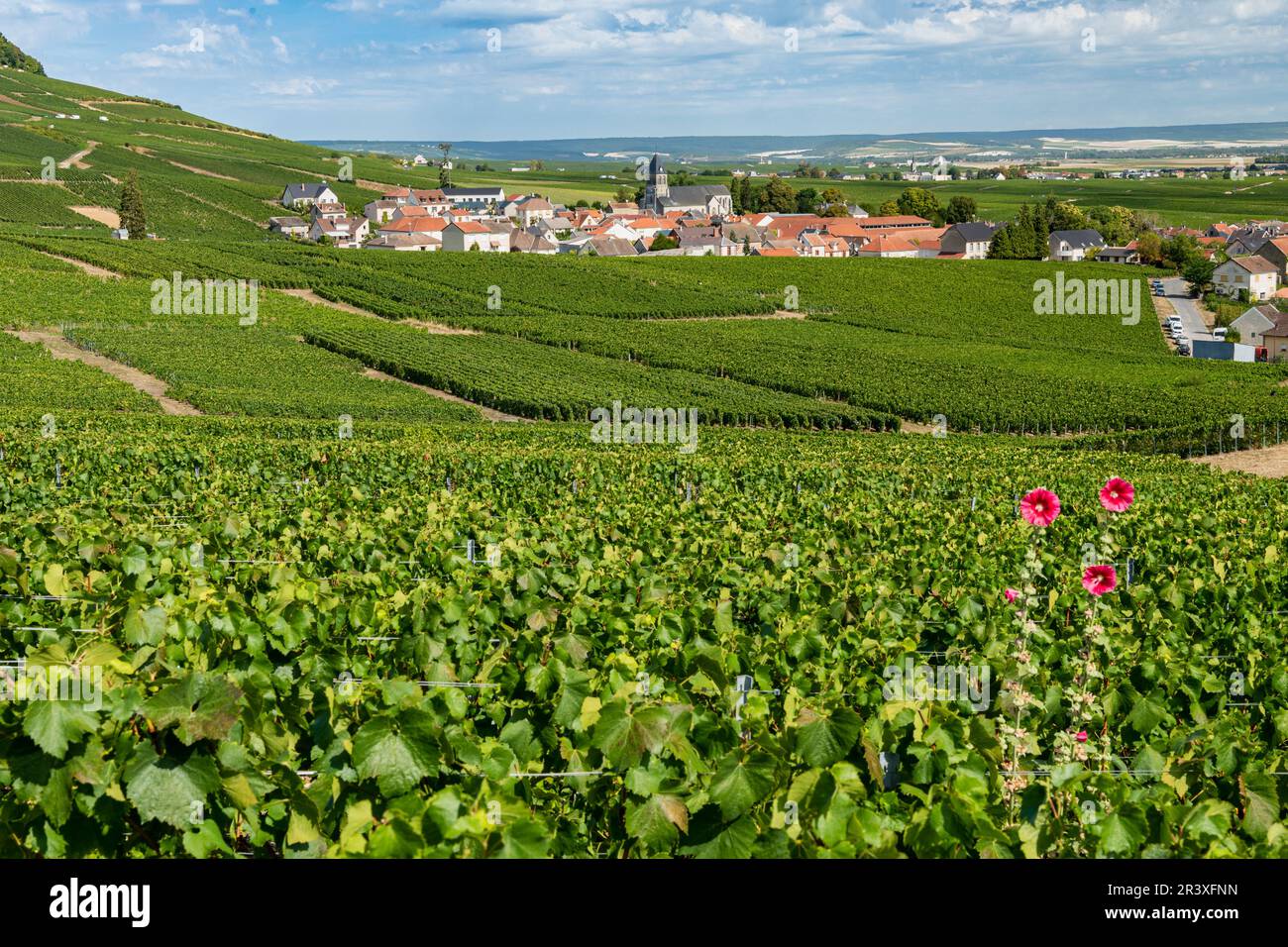 Hermonville (Francia nord-orientale): Il villaggio in mezzo alle viti di Champagne Foto Stock
