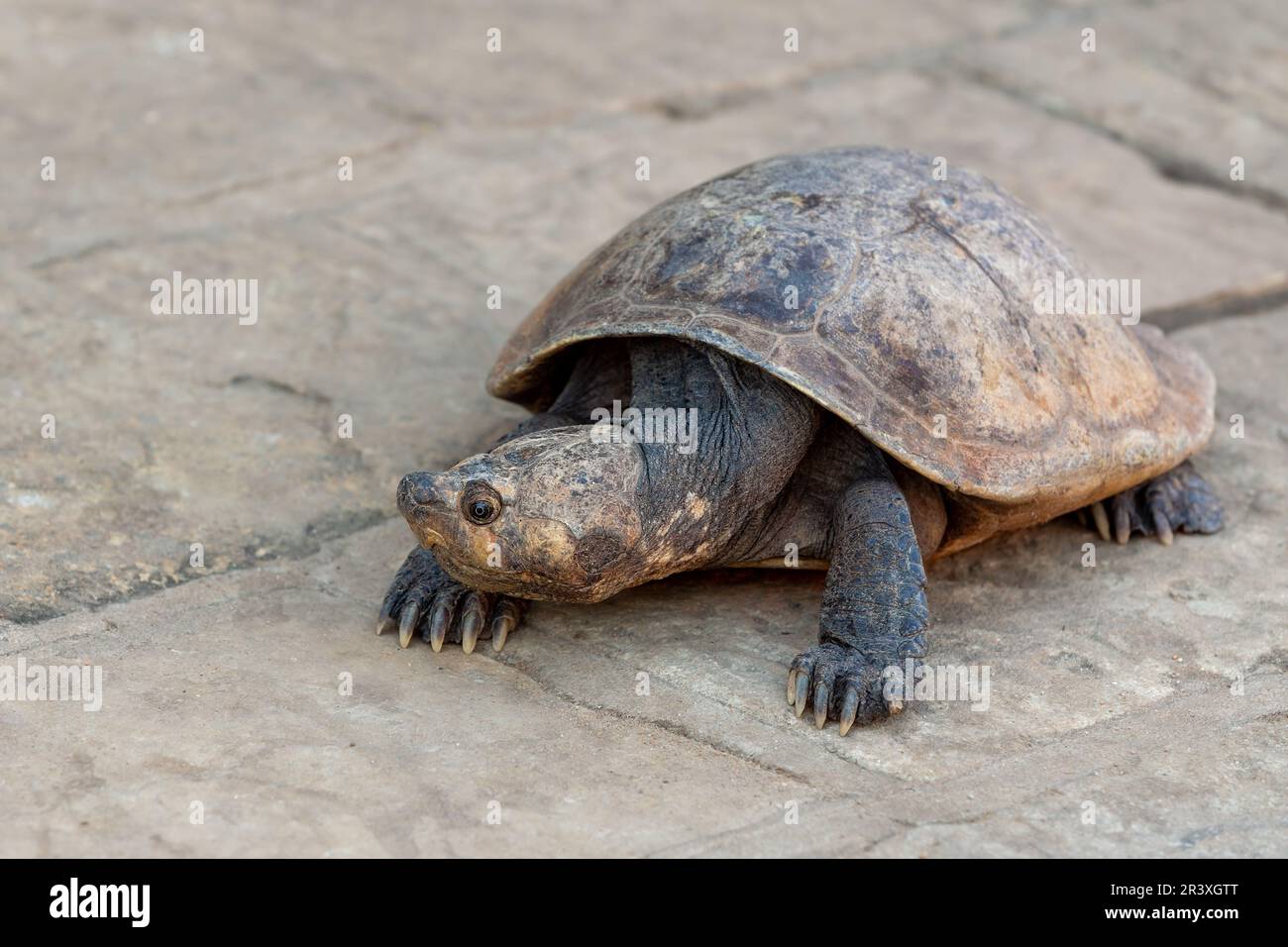 Tartaruga malgascia, Erymnochelys madagascariensis, Miandrivazo, fauna selvatica del Madagascar Foto Stock