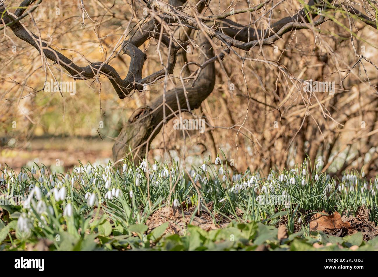 Bucaneve Foto Stock