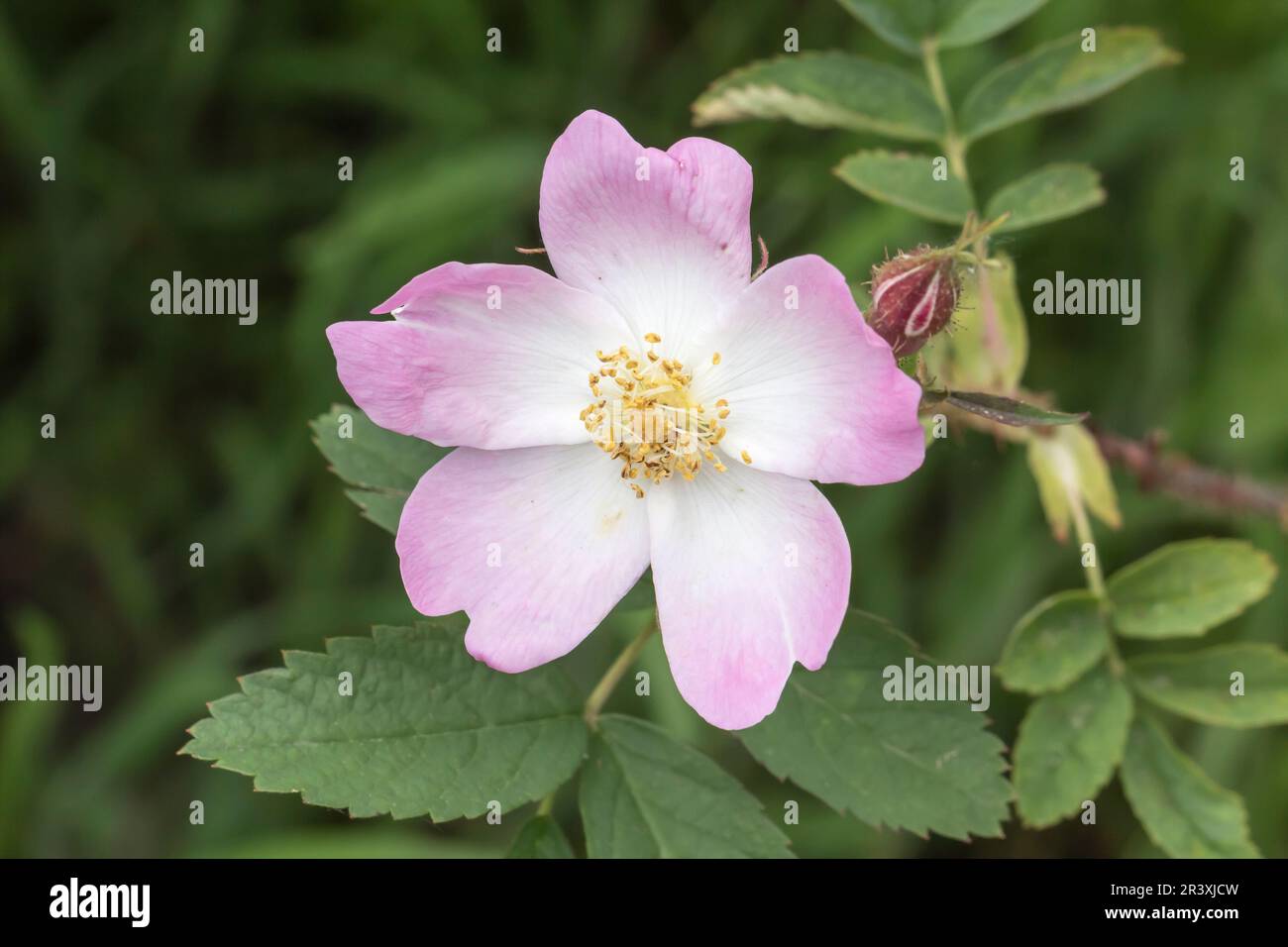 Rosa acicularis, conosciuta come rosa briglia, rosa di Prickly, rosa selvatica di Prickly, rosa artica, rosa selvatica Foto Stock