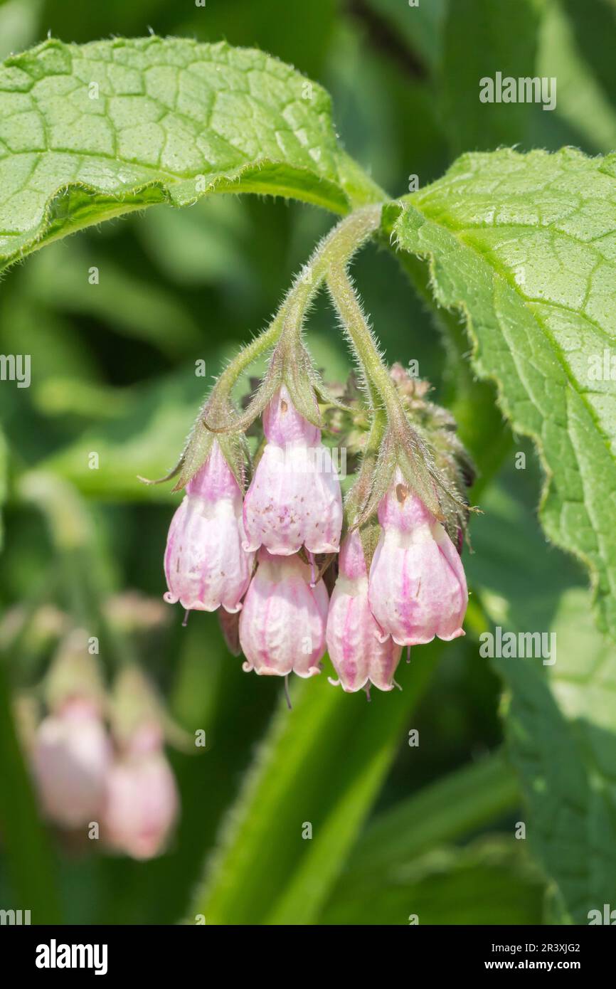 Symphytum officinale, conosciuto come comune comfrey, vero comfrey, Quaker comfrey, Boneset, Knitbone Foto Stock