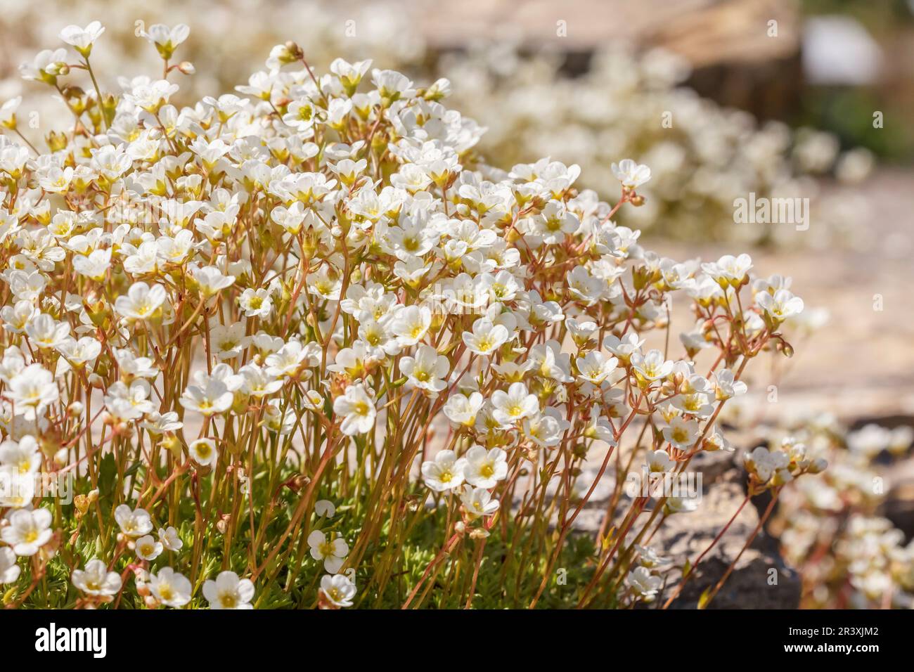 Saxifraga pedemontana, conosciuto come Saxifrage, Rockfoil Foto Stock