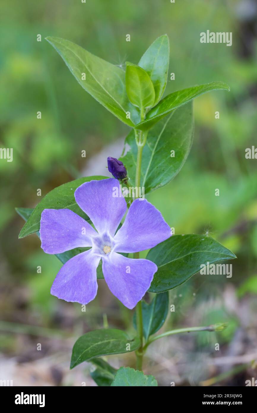 Vinca Major, conosciuta come il pervinkle Bigleaf, il pervinkle grande, il pervinkle maggiore, il pervinkle blu Foto Stock