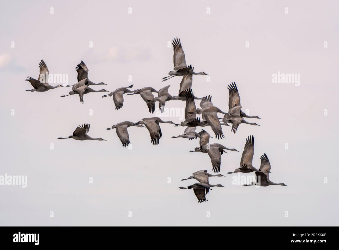 Sandhill Cranes Prairies Foto Stock