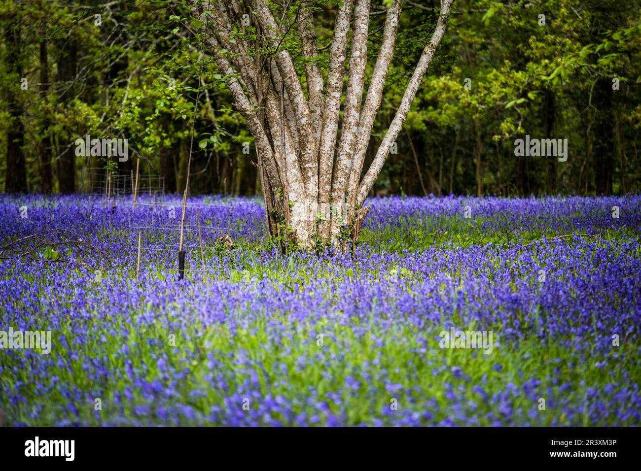 Un campo di Bluebells inglese comune Hyacinthoides non-script nella tranquilla; storica area Parc Lye in Enys Gardens a Penryn in Cornovaglia nel Regno Unito. Foto Stock