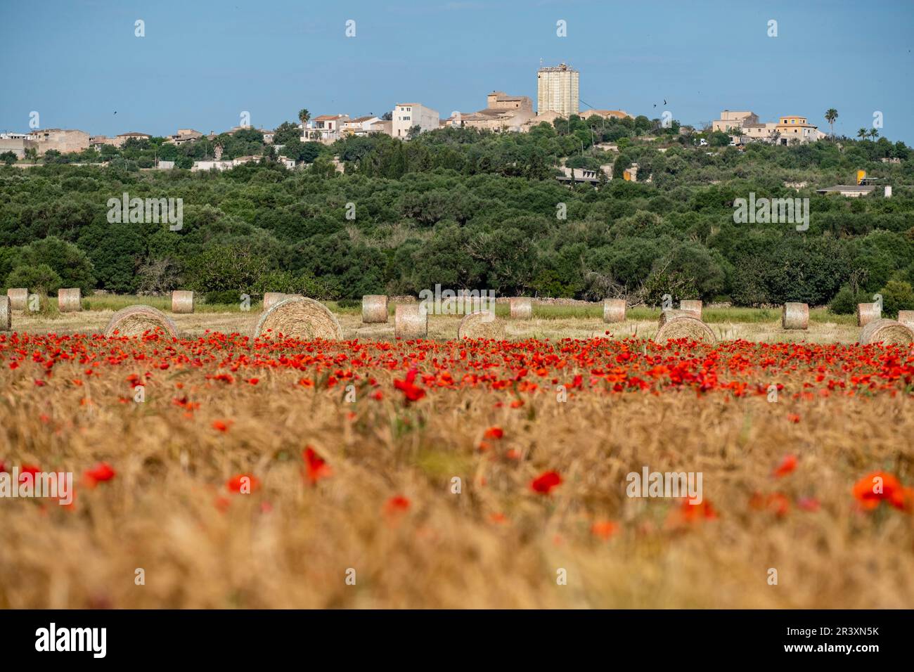 Papaveri selvatici in un campo di erbe, Papaver rhoea, maria de la Salut, Maiorca, Isole Baleari, Spagna. Foto Stock