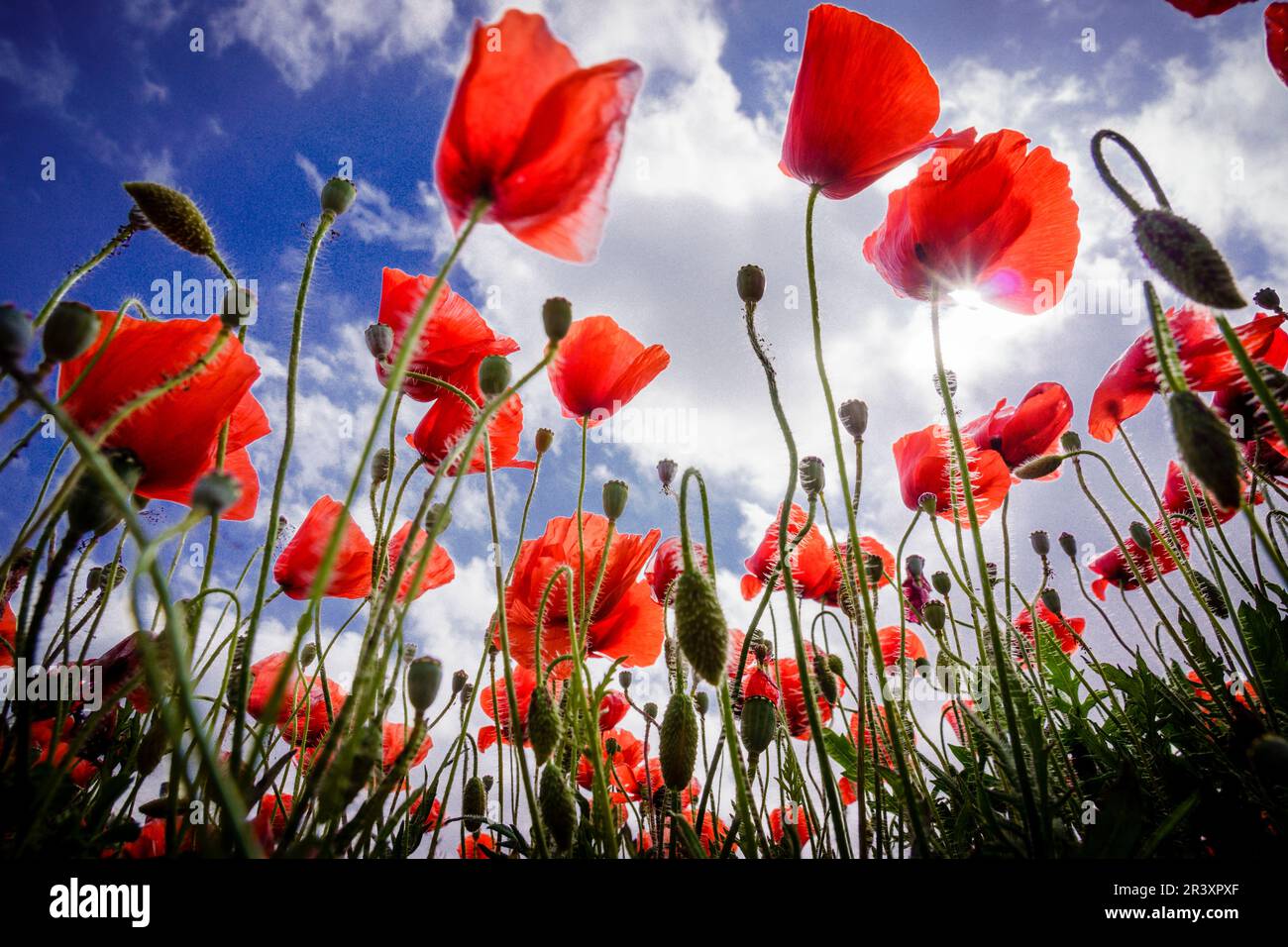 Papaver rhoeas, amapola silvestre, Porreres, Mallorca, Islas Baleares, Spagna. Foto Stock
