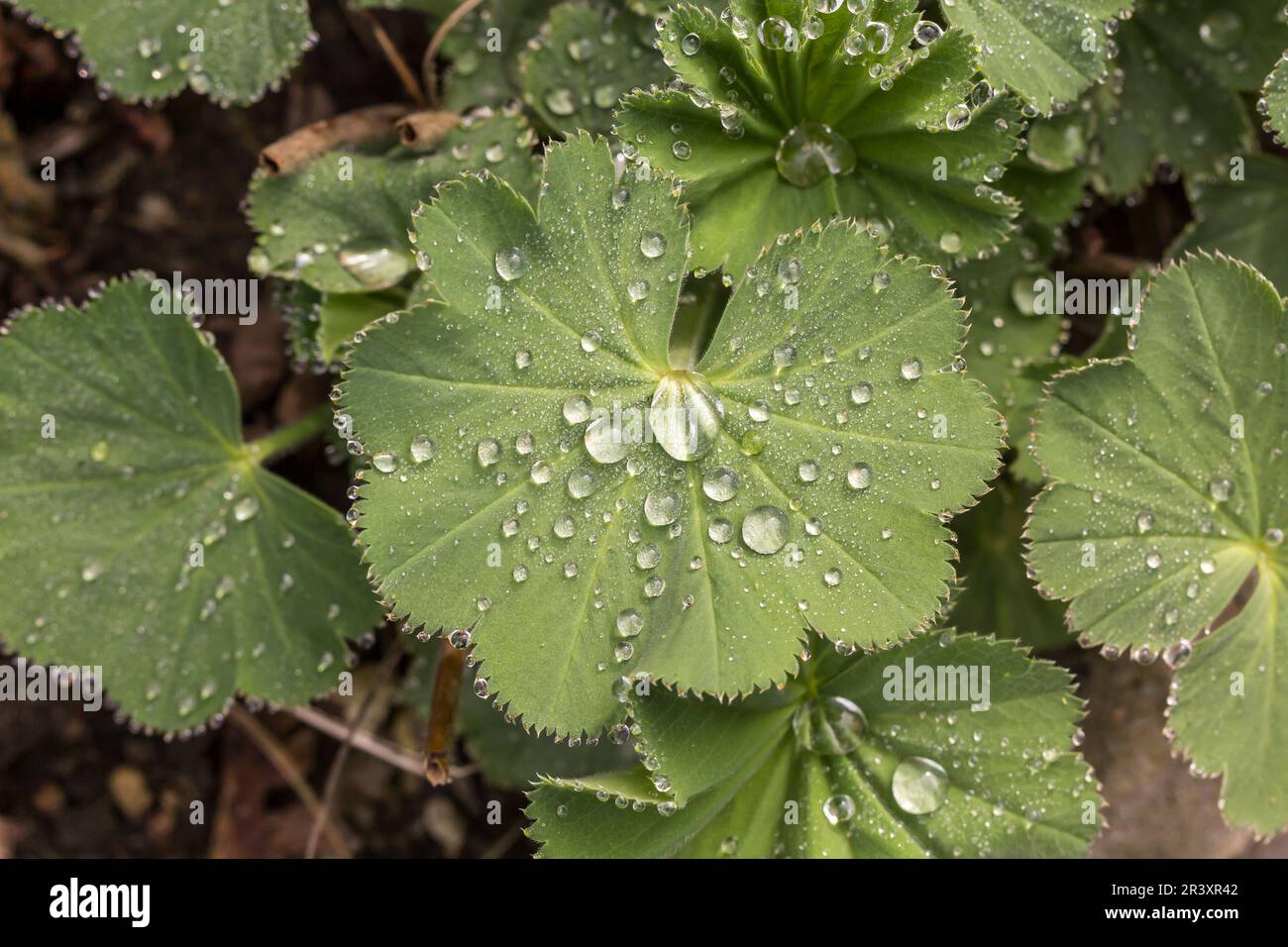 Alchemilla, comunemente noto come mantello di Lady con gocce di pioggia Foto Stock