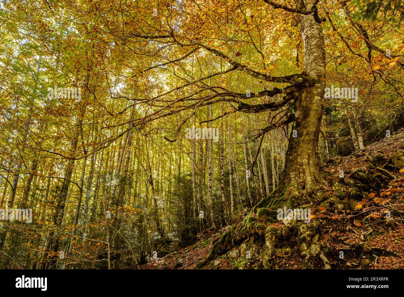 La Ripareta, Cañon de Añisclo, Parque nacional de Ordesa y Monte Perdido, comarca del Sobrarbe, Huesca, Aragón, cordillera de los Pirineos, Spagna. Foto Stock