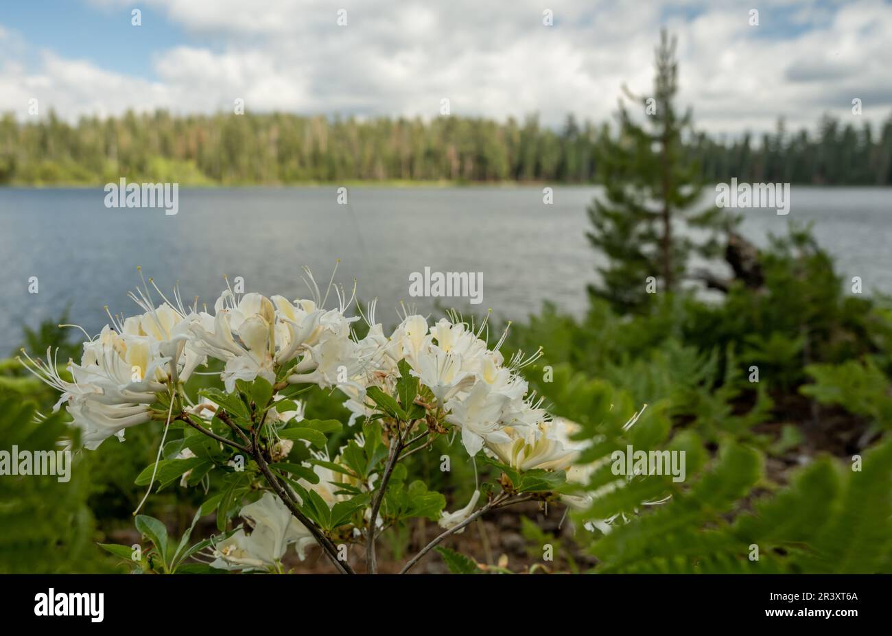 Azalea Blossoms apre di fronte al Lago Laurel nel Parco Nazionale di Yosemite Foto Stock