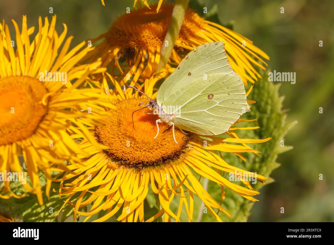 Telekia speciosa conosciuta come occhio di bue di cuore, occhio di bue gigante con farfalla di brimestone in estate Foto Stock