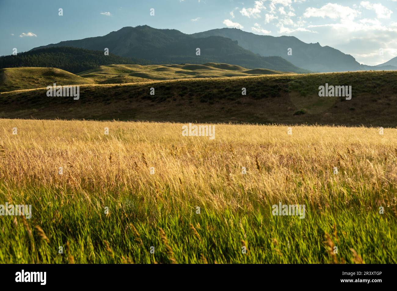 Onde d'ambra di erbe nel campo sotto Yellowstone Mountains da Gardiner Foto Stock