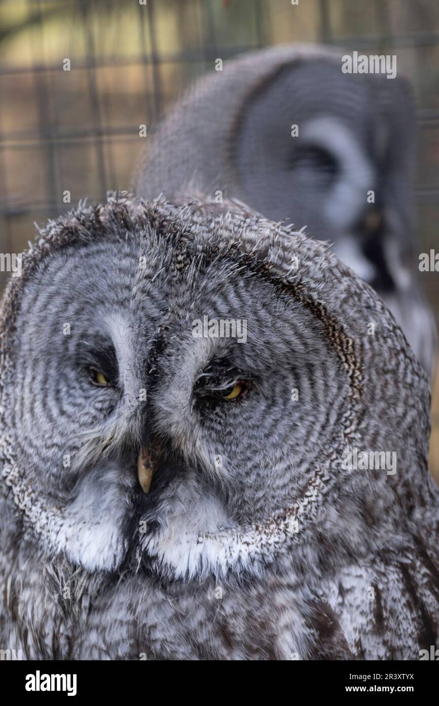 Highland Wildlife Park, kincraig, Parque Nacional Cairngorms, Escocia, Reino Unido. Foto Stock