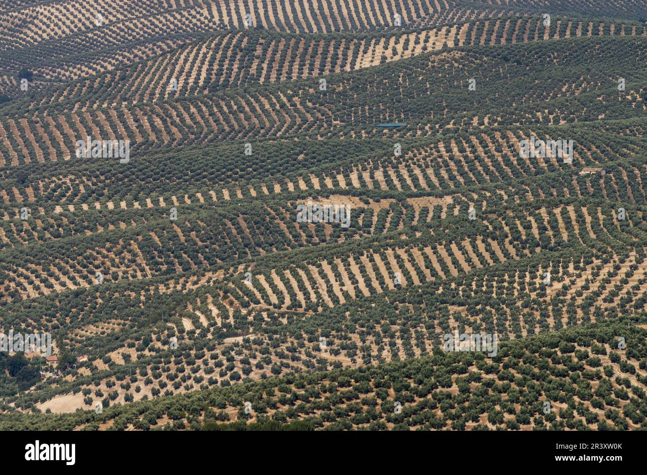 Olivos de Jaen, Parque natural sierras de Cazorla, Segura y Las Villas, Jaen, Andalusia. Foto Stock