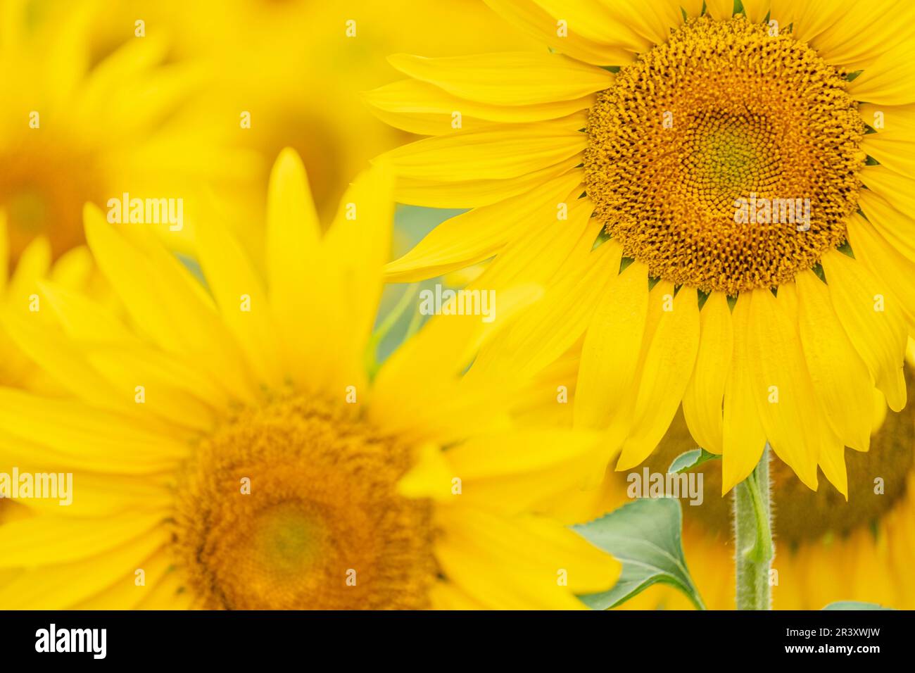 Campo de girasoles, Helianthus annuus, Santa María de huerta, Soria, Comunidad Autónoma de Castilla y León, Spagna, Europa. Foto Stock