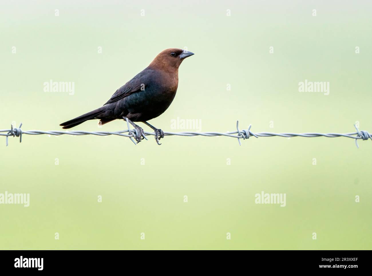 Uccello di mucca sul filo Foto Stock