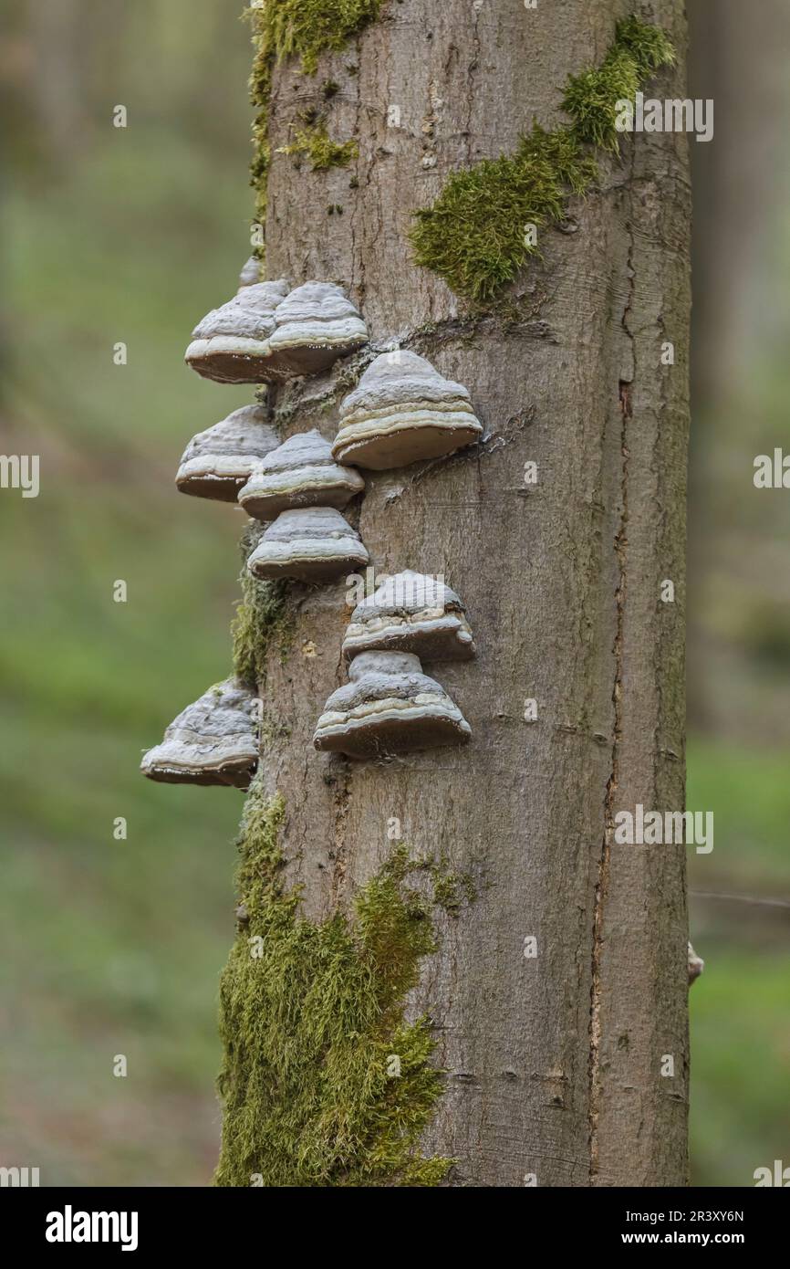 Fungo dell'albero, polipore su una corteccia dell'albero in Germania Foto Stock