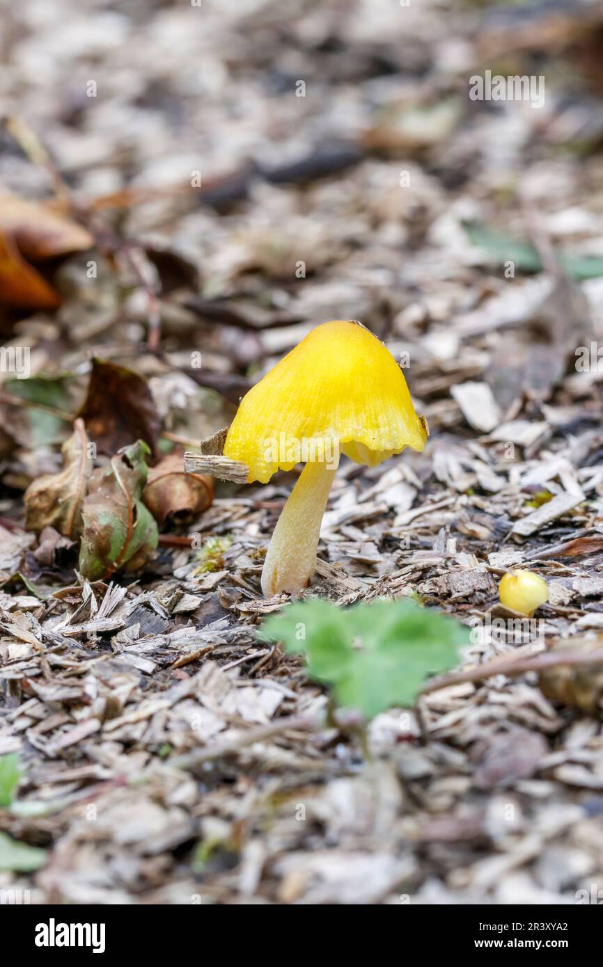 Bolbitus vitellinus (Bolbitius titubans), noto come cappuccio di campo giallo Foto Stock