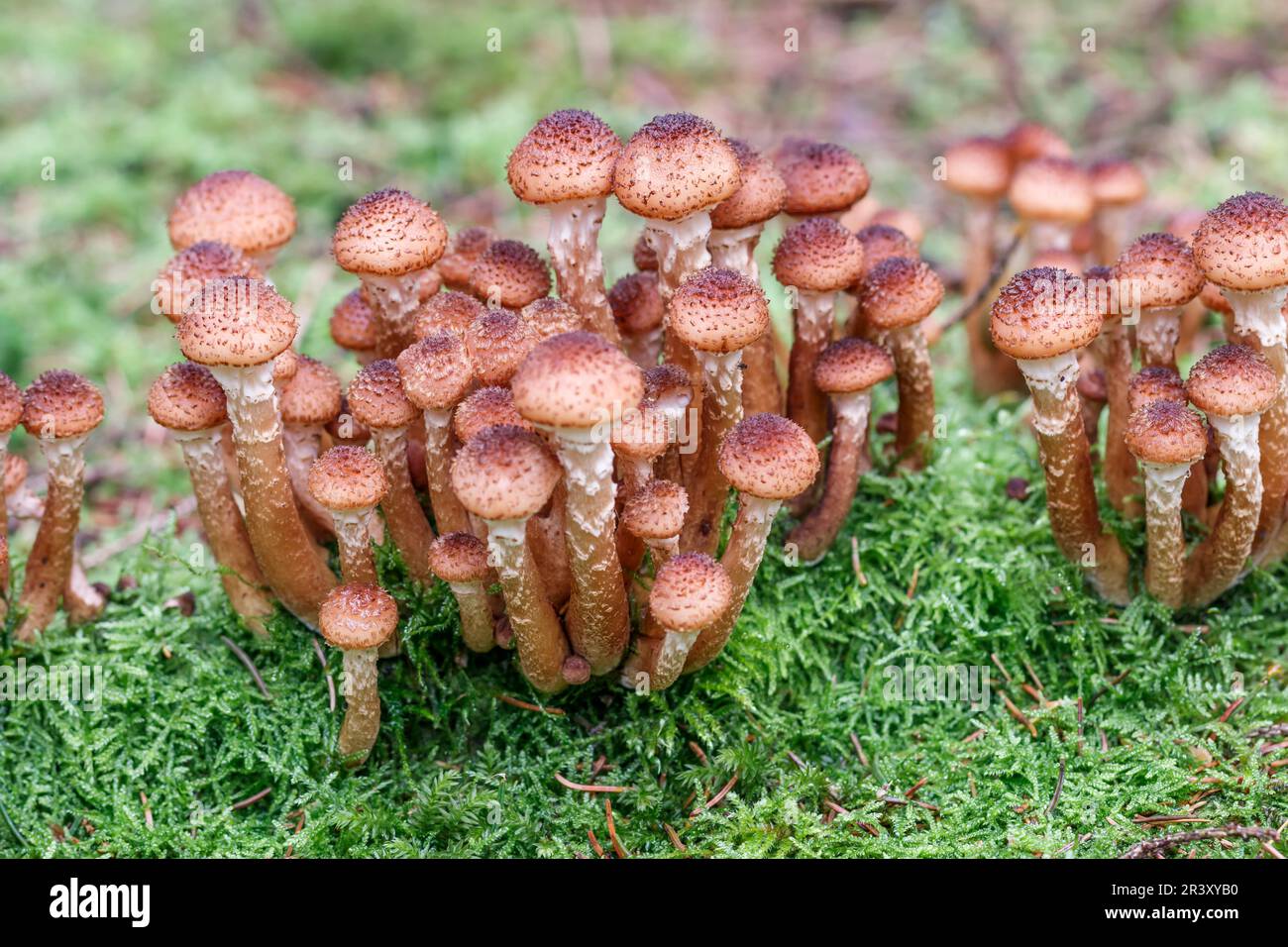 Armillaria solidifica, SYN. Ostoyae Armillaria, conosciuto come fungo del miele, fungo scuro del miele Foto Stock