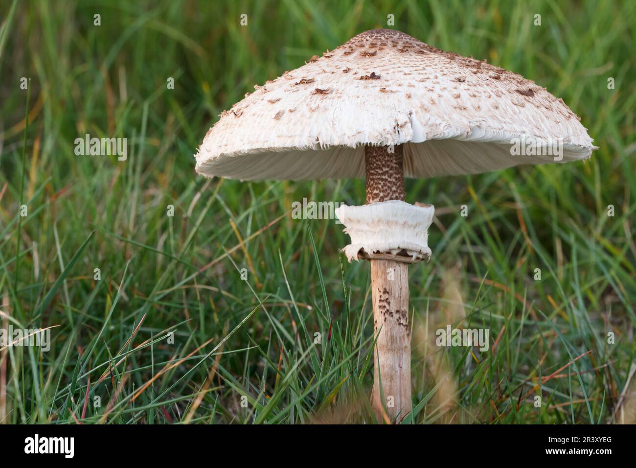 Macrolepiota procera (Mastocephalus procera, Lepiota procera), conosciuto come Parasol fungo, Parasol Foto Stock