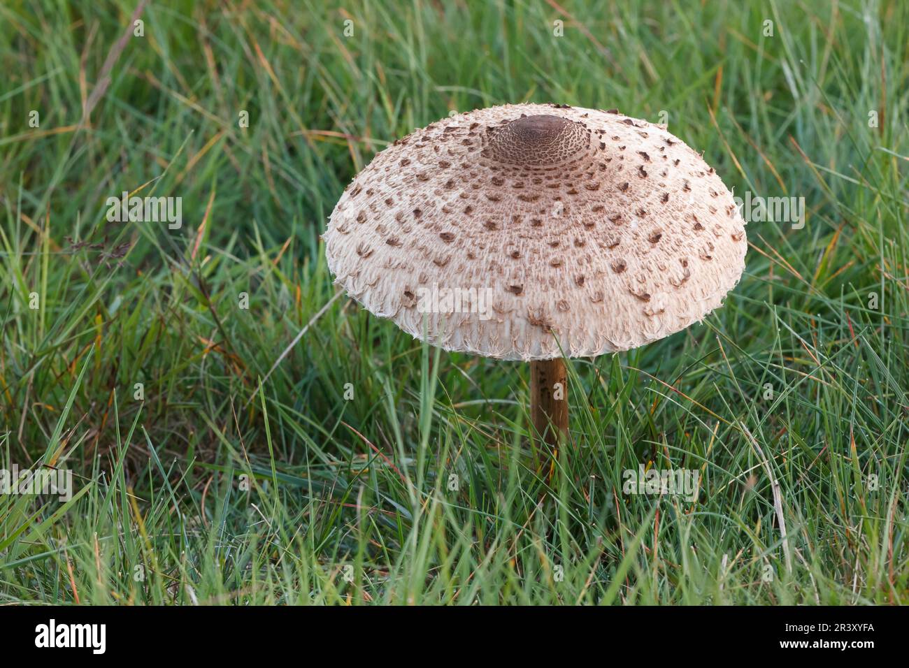 Macrolepiota procera (Mastocephalus procera, Lepiota procera), conosciuto come Parasol fungo, Parasol Foto Stock