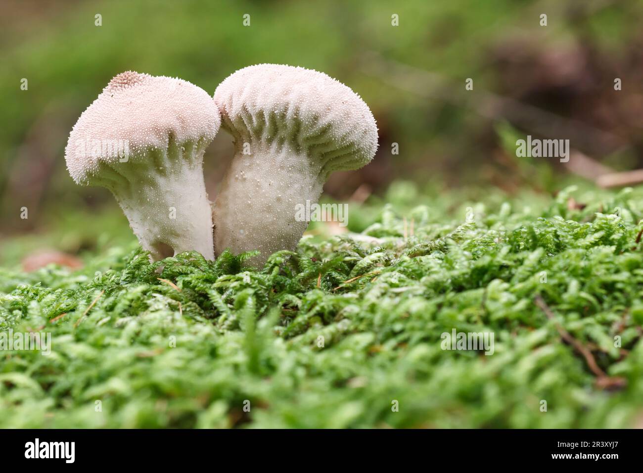 Lycooperdon perlatum, noto come palla comune, palla di puffball Warted, palla di puffball con borchie Gem Foto Stock