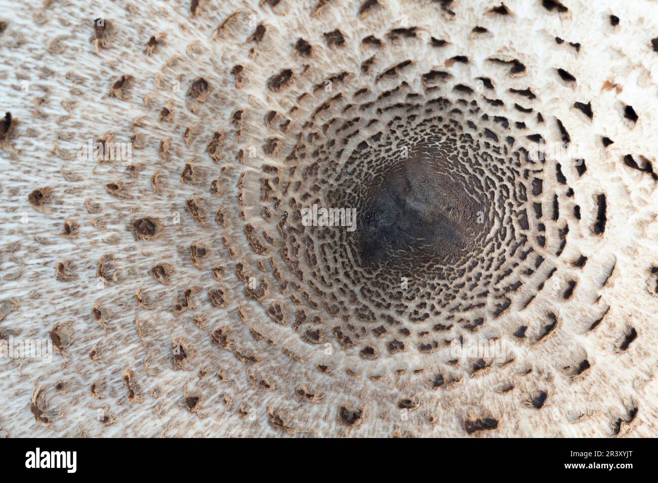 Macrolepiota procera (Mastocephalus procera, Lepiota procera), conosciuto come Parasol fungo, Parasol Foto Stock