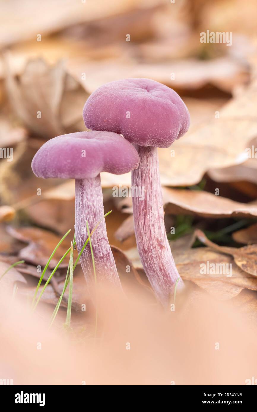 Laccaria ametystea (Laccaria ametystina), conosciuto come il fungo del  ingannatore di Ametista Foto stock - Alamy