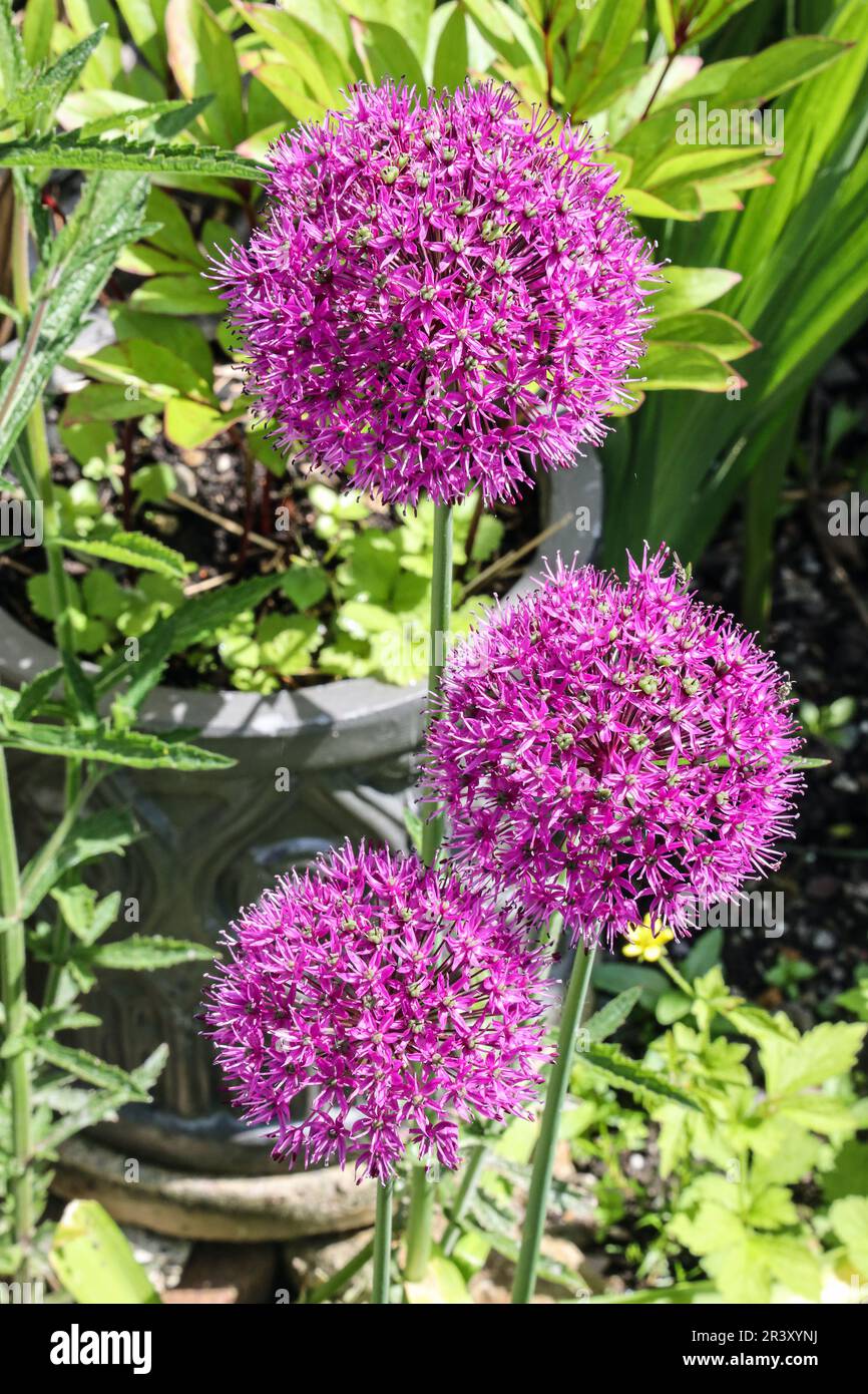 Primo piano di tre teste di fiore dell'Allio, spesso chiamate cipolle ornamentali Foto Stock