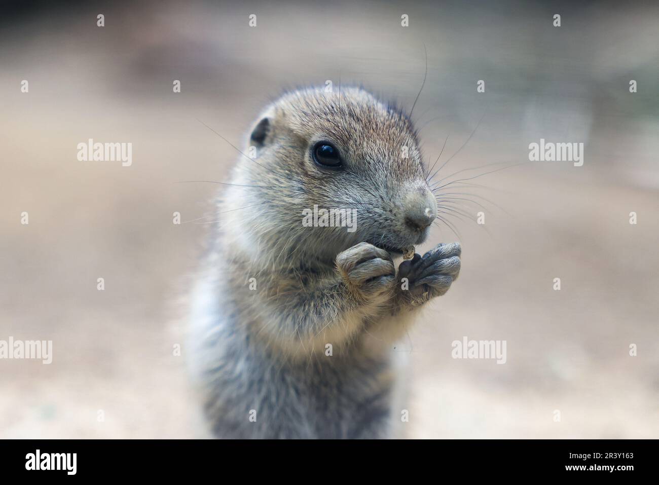 Berlino, Germania. 25th maggio, 2023. Un giovane cane della prateria a Tierpark Berlin. I roditori sono originariamente a casa nelle praterie del Nord America. Credit: Gerald Matzka/dpa/Alamy Live News Foto Stock