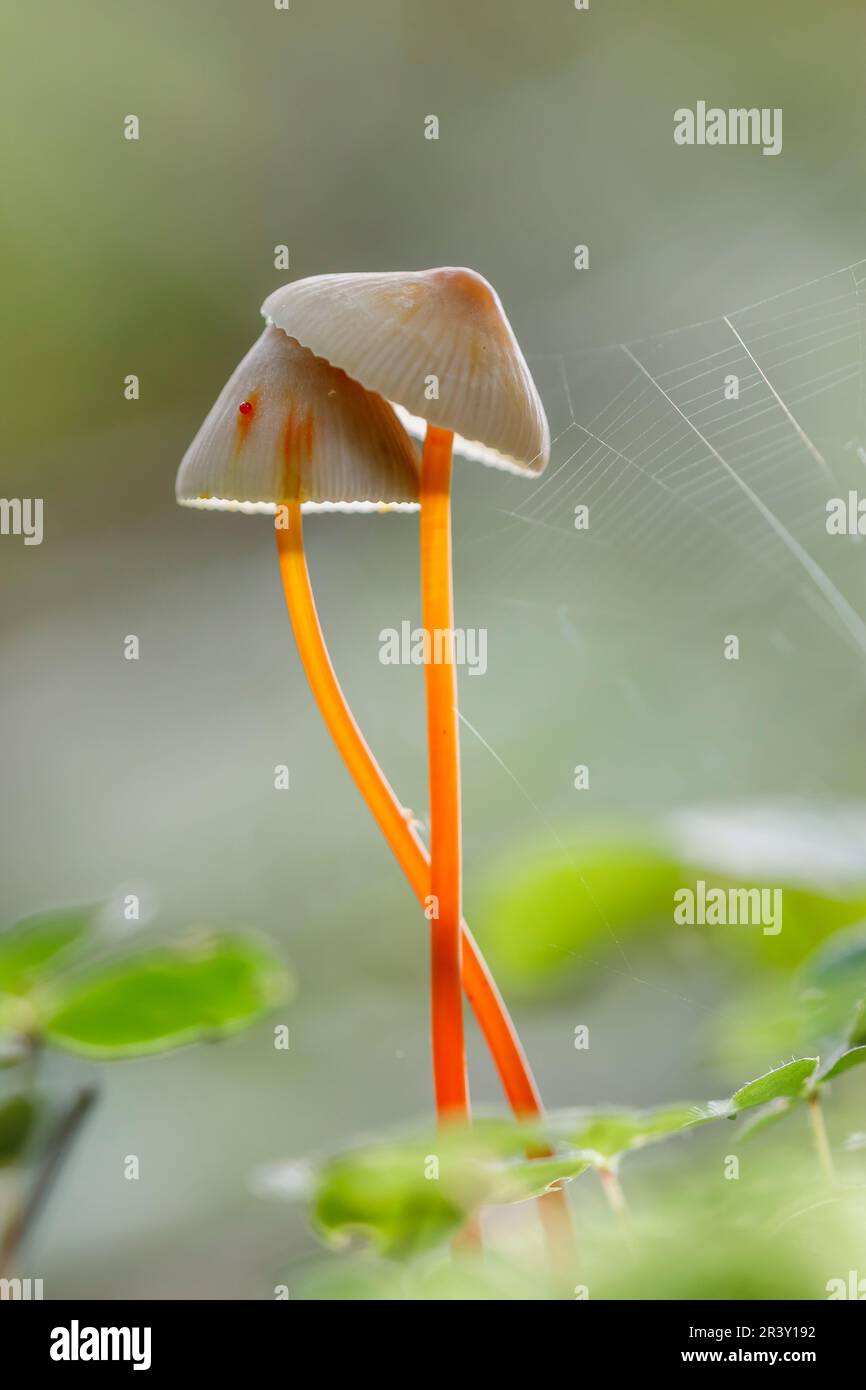 Mycena crocata, conosciuta come cofano Saffrondrop, cofano Saffon-drop in autunno Foto Stock