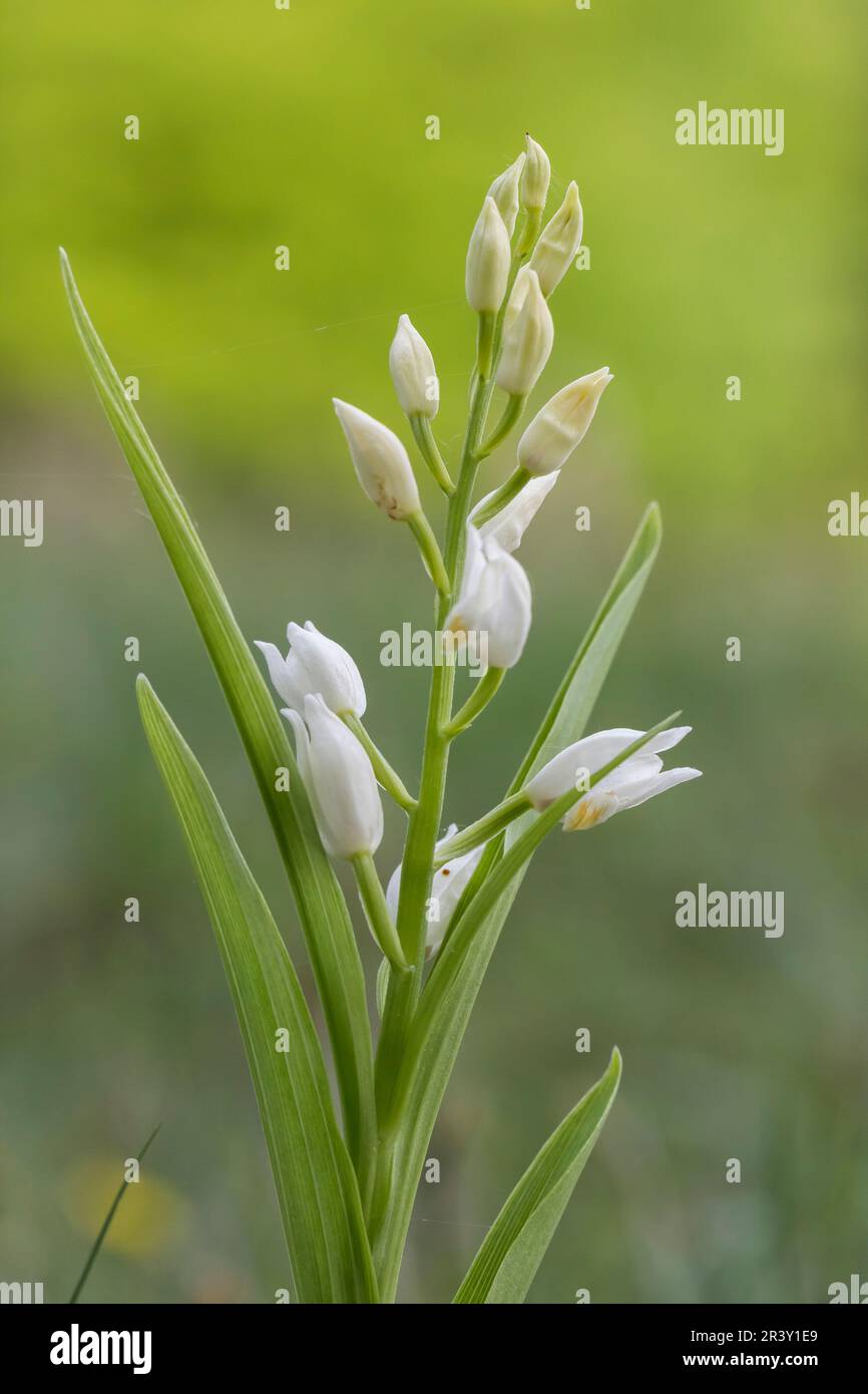 Cephalanthera longifolia, conosciuta come elleborina a foglia stretta, elleborina a foglia di spada Foto Stock