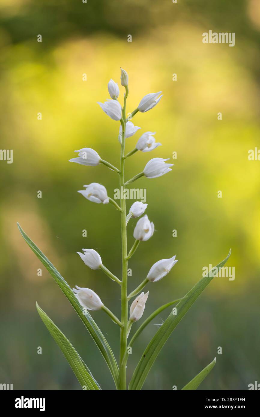 Cephalanthera longifolia, conosciuta come elleborina a foglia stretta, elleborina a foglia di spada Foto Stock