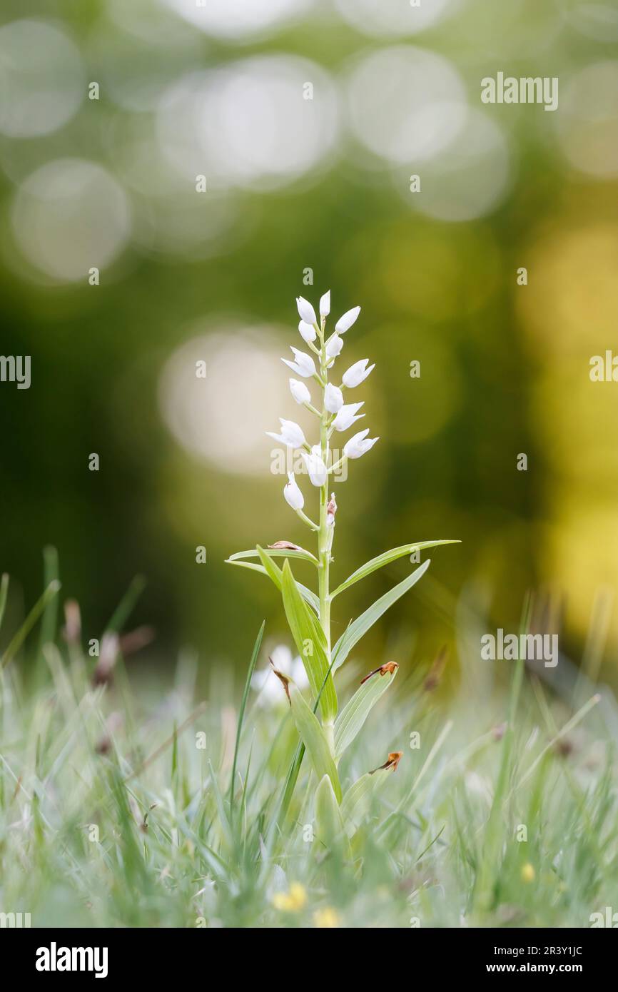 Cephalanthera longifolia, conosciuta come elleborina a foglia stretta, elleborina a foglia di spada Foto Stock