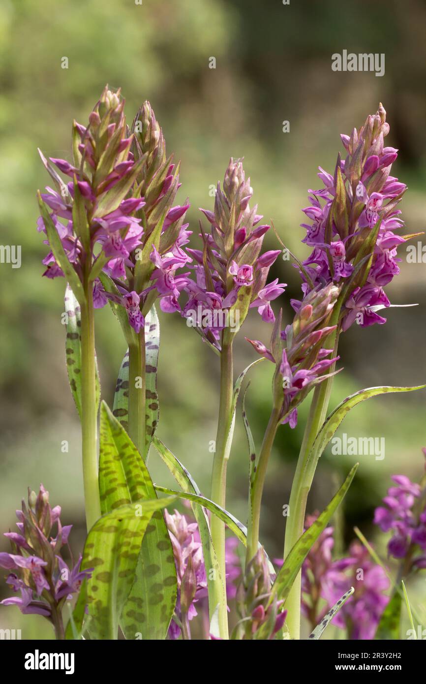 Dactylorhiza majalis, conosciuto come orchidea di palude, orchidea di palude comune, orchidea di palude occidentale Foto Stock