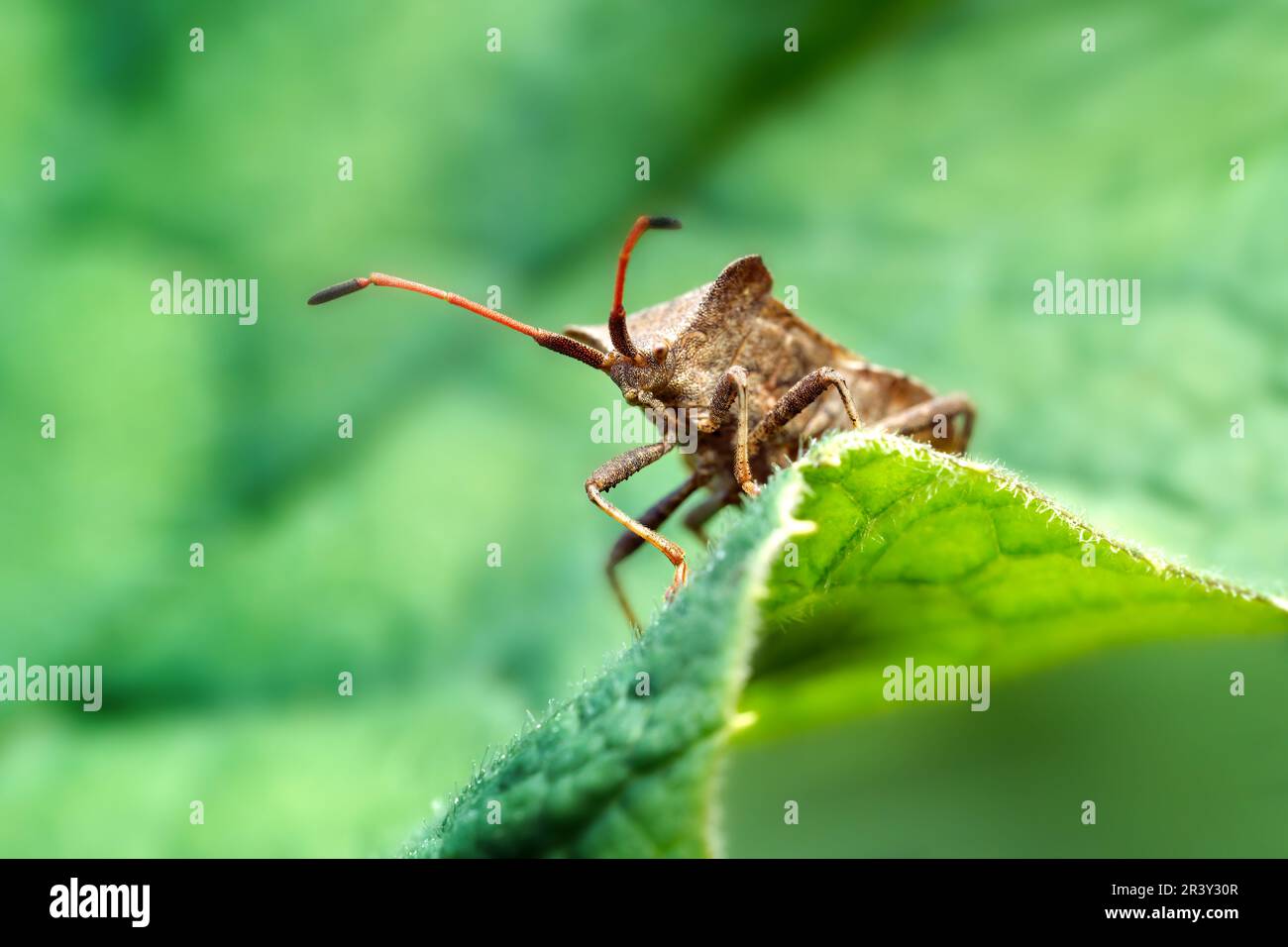 Bug del dock (Coreus marginatus) guardando sopra una foglia verde Foto Stock